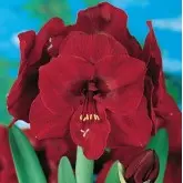 Bulbi amaryllis Red Lion, 1 bulb