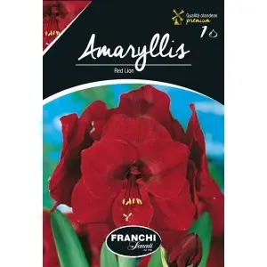 Bulbi amaryllis Red Lion, 1 bulb