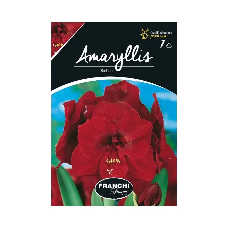 Bulbi amaryllis Red Lion, 1 bulb