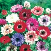 Bulbi anemona Coronaria St. Brigid, 20 bulbi