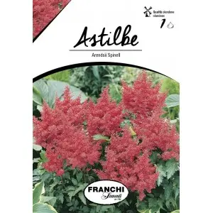 Bulbi astilbe Arendsii Spinell, 1 bulb
