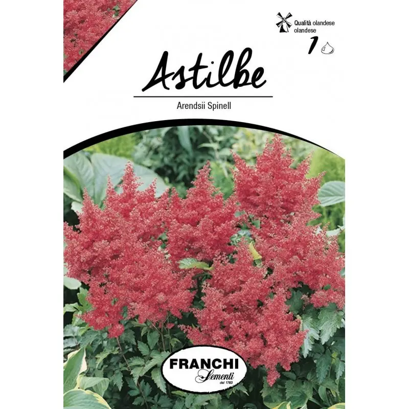 Bulbi astilbe Arendsii Spinell, 1 bulb