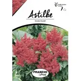 Bulbi astilbe Arendsii Spinell, 1 bulb