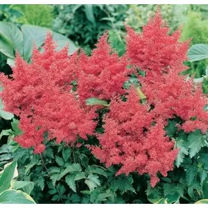 Bulbi astilbe Arendsii Spinell, 1 bulb