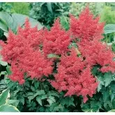 Bulbi astilbe Arendsii Spinell, 1 bulb