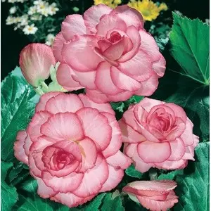 Bulbi begonia Bouton de Rose, 2 bulbi