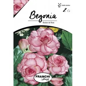Bulbi begonia Bouton de Rose, 2 bulbi