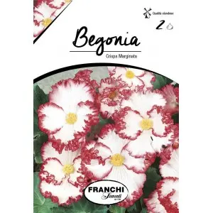 Bulbi begonia Crispa Marginata, 2 bulbi