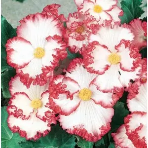 Bulbi begonia Crispa Marginata, 2 bulbi
