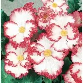 Bulbi begonia Crispa Marginata, 2 bulbi