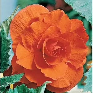 Bulbi begonia Grandiflora Orange, 2 bulbi