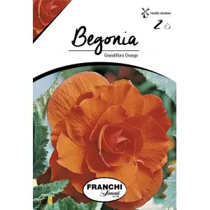 Bulbi begonia Grandiflora Orange, 2 bulbi