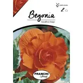Bulbi begonia Grandiflora Orange, 2 bulbi