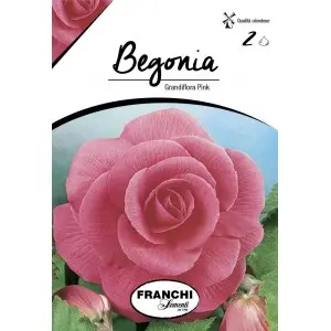 Bulbi begonia Grandiflora Pink, 2 bulbi