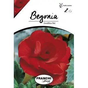 Bulbi begonia Grandiflora Red, 2 bulbi