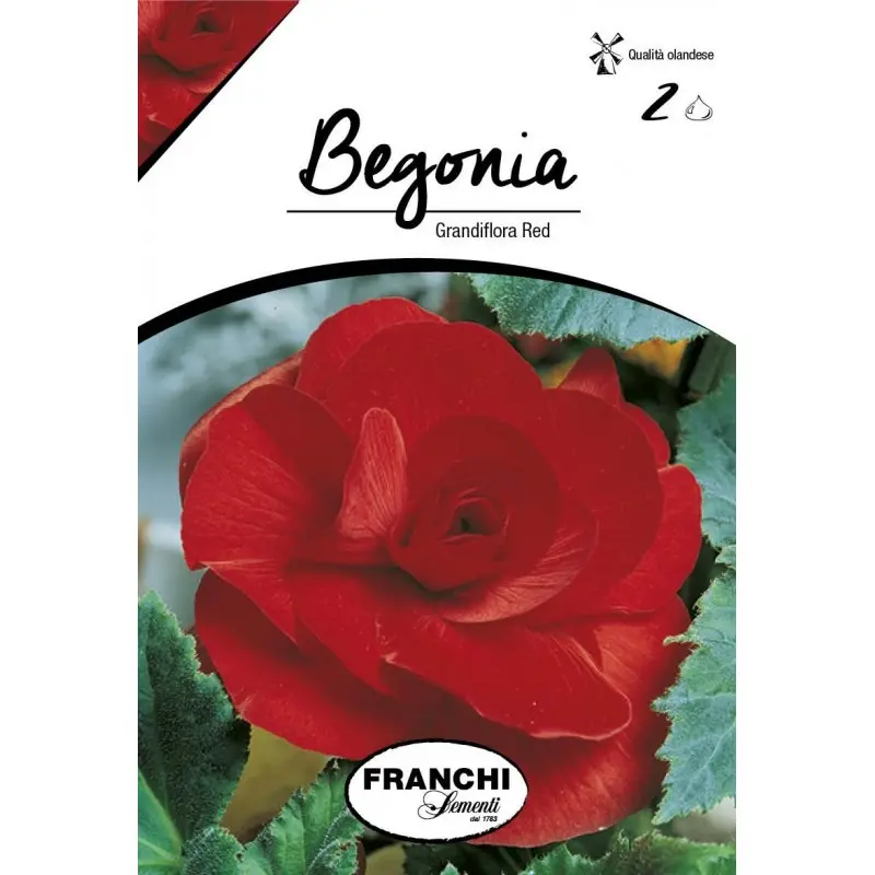 Bulbi begonia Grandiflora Red, 2 bulbi