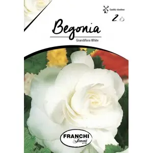 Bulbi begonia Grandiflora White, 2 bulbi