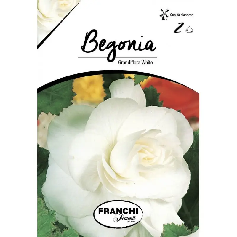 Bulbi begonia Grandiflora White, 2 bulbi