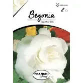 Bulbi begonia Grandiflora White, 2 bulbi