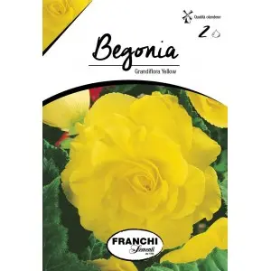 Bulbi begonia Grandiflora Yellow, 2 bulbi