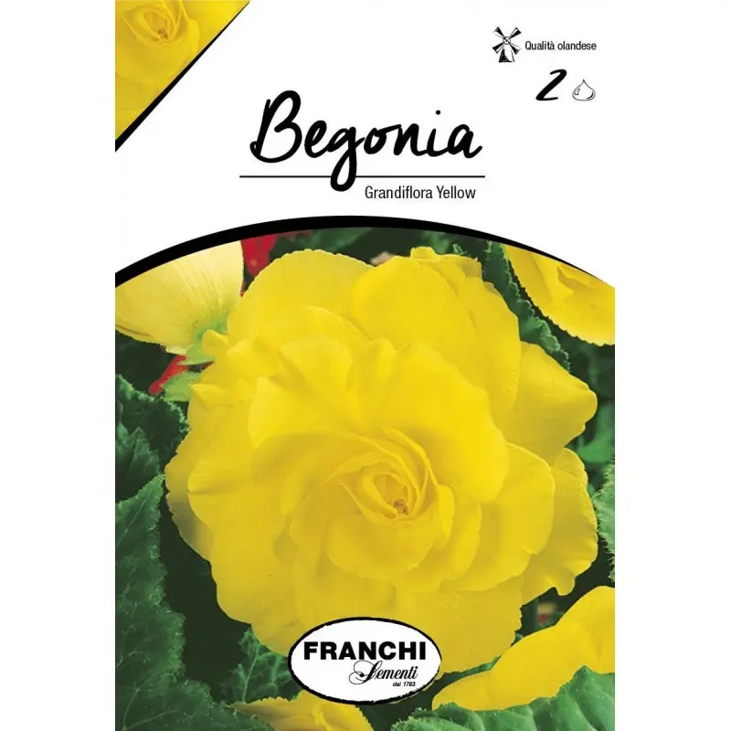Bulbi begonia Grandiflora Yellow, 2 bulbi
