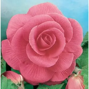 Bulbi begonia Grandiflora Pink, 2 bulbi
