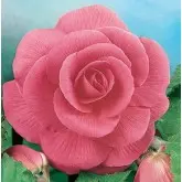 Bulbi begonia Grandiflora Pink, 2 bulbi