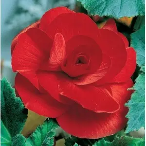 Bulbi begonia Grandiflora Red, 2 bulbi