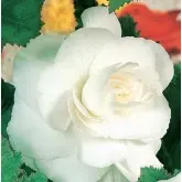 Bulbi begonia Grandiflora White, 2 bulbi