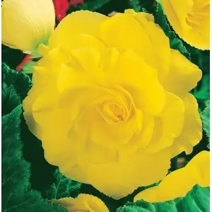 Bulbi begonia Grandiflora Yellow, 2 bulbi