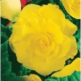 Bulbi begonia Grandiflora Yellow, 2 bulbi