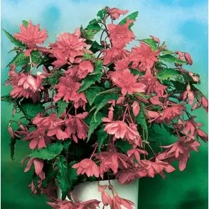 Bulbi begonia Pendula Pink, 2 bulbi