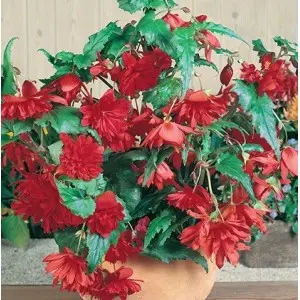 Bulbi begonia Pendula Red, 2 bulbi