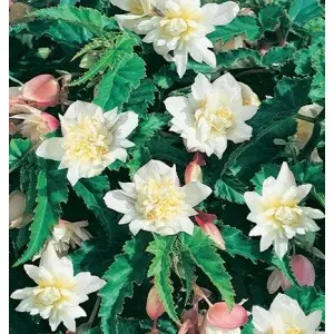 Bulbi begonia Pendula White, 2 bulbi