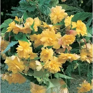 Bulbi begonia Pendula Yellow, 2 bulbi