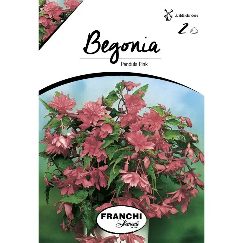 Bulbi begonia Pendula Pink, 2 bulbi