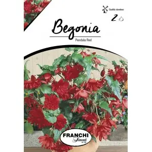 Bulbi begonia Pendula Red, 2 bulbi