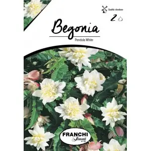 Bulbi begonia Pendula White, 2 bulbi