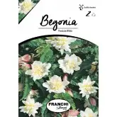 Bulbi begonia Pendula White, 2 bulbi