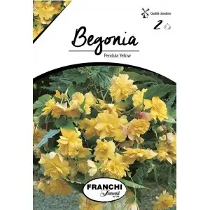 Bulbi begonia Pendula Yellow, 2 bulbi