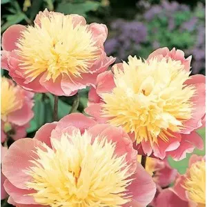 Rizomi bujori Bown of Beauty, 1 bulb
