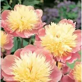 Rizomi bujori Bown of Beauty, 1 bulb