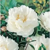 Rizomi bujori Douchesse de Nemours, 1 bulb