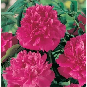 Rizomi bujori Karl Rosenfield, 1 bulb