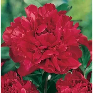 Rizomi bujori Red Magic, 1 bulb