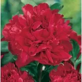 Rizomi bujori Red Magic, 1 bulb