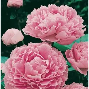Rizomi bujori Sarah Bernhardt, 1 bulb
