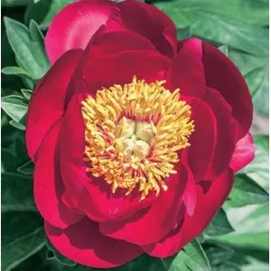 Rizomi bujori Sword Dance, 1 bulb