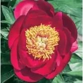 Rizomi bujori Sword Dance, 1 bulb