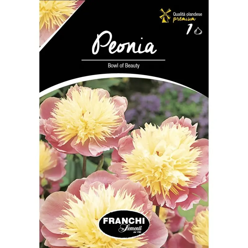 Rizomi bujori Bown of Beauty, 1 bulb
